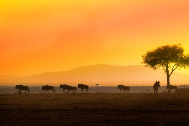Wildebeests. Maasai Mara National reserve, Kenya.