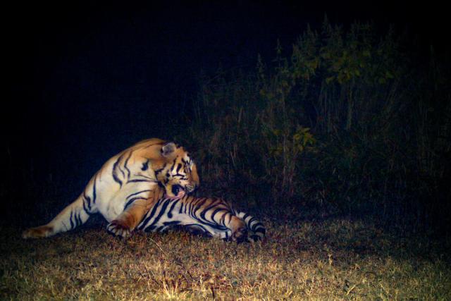 Bengal Tiger cleaning itself in the dark