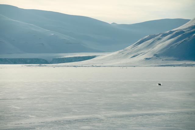Polar bear (Ursus maritimus) on the sea ice along the coast. Svalbard, Norway.