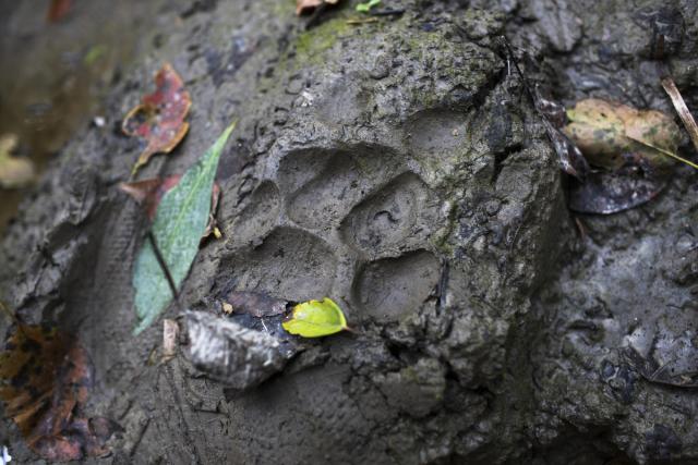 A tiger track in the Khata Corridor, Nepal.