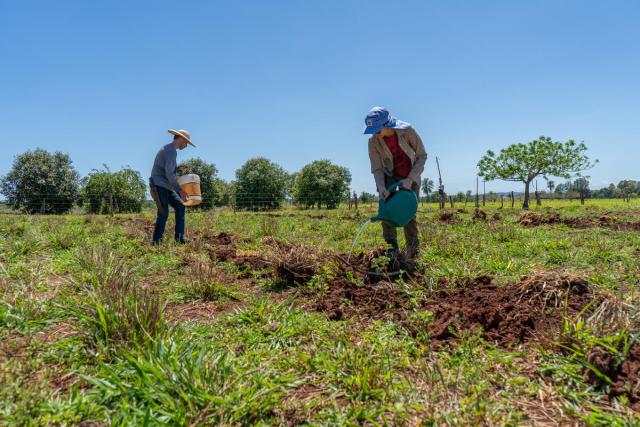 Two people watering the ground and planting baru tree seeds