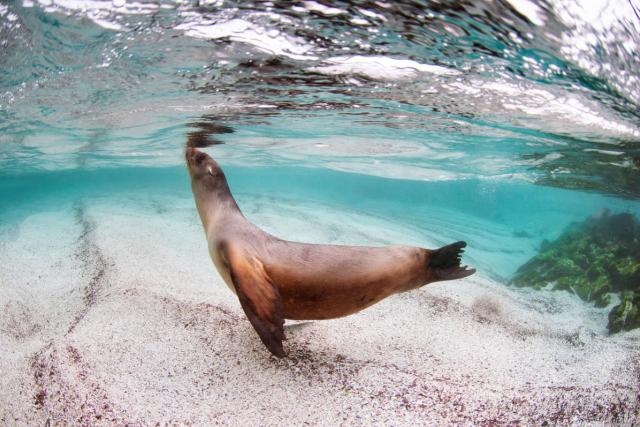Galápagos sea lion (Zalophus wollebaeki) swimming near La Loberia, Floreana Island, Galapagos, Ecuador