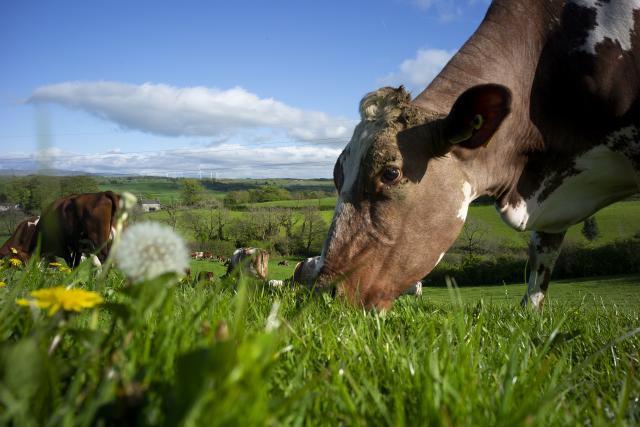 Dairy Shorthorn cattle graze on mixed lay pasture at regenerative farm