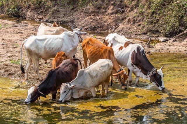Cenu cattle drinking from a stream.