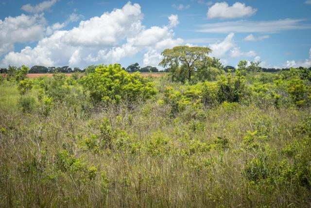 Muvuca planting workshop in Guariroba