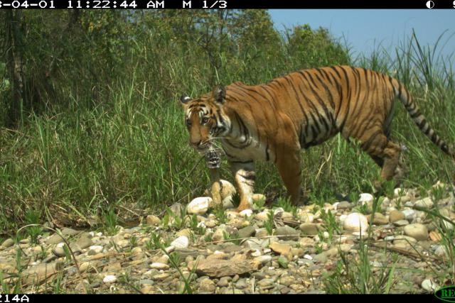 Camera trap photograph of tiger (Panthera tigris) in Nepal