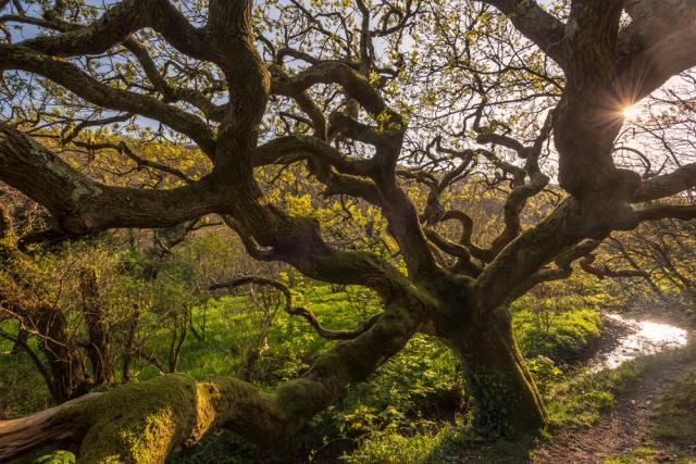 Ancient oak tree Devon UK