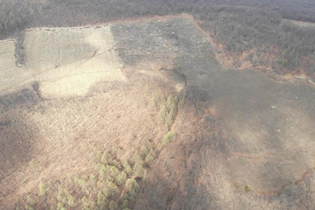 Dongning Forest Restoration