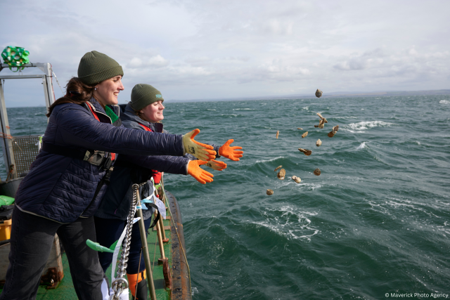 Caitlin and Emmy throwing native oysters off the side of a boat into the Firth of Forth.