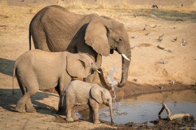 Elephants drinking at the Hobatere Lodge in the Khoadi//Hoas conservancy, Namibia.