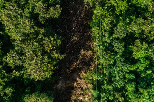 Deforestation remains a threat to Tanzania's coastal forests of Vikindu, Pugu, and Kazimzumbwi