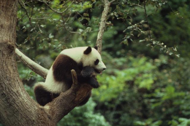 Giant panda climbing a tree