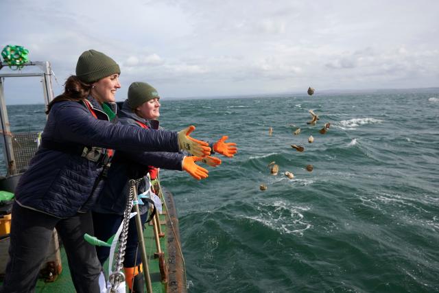 Native oysters return to Firth of Forth