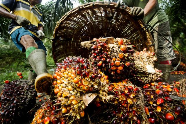 Palm Oil - palm fruit, having been harvested is piled up in order to be weighed.
