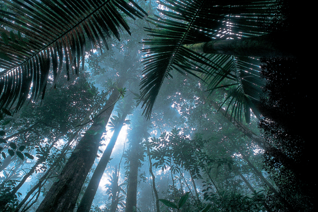 image of Matécho forest near Saül, fading into black to the right of the image.