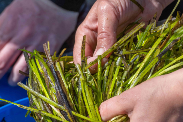 Hands harvesting sea grass seeds.