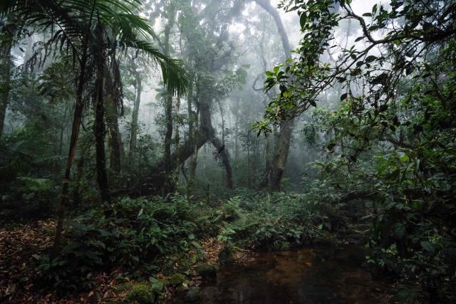 Tropical rainforest Brazil