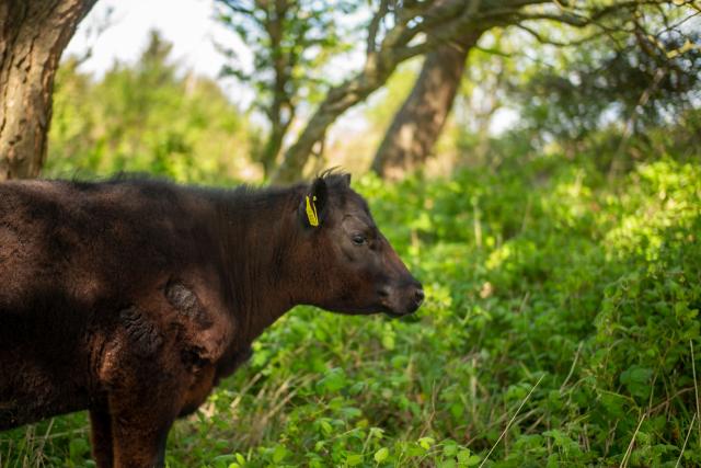 A cow grazing in woodland on a regenerative farm at Balsar Glen Farm, South Ayrshire, Scotland