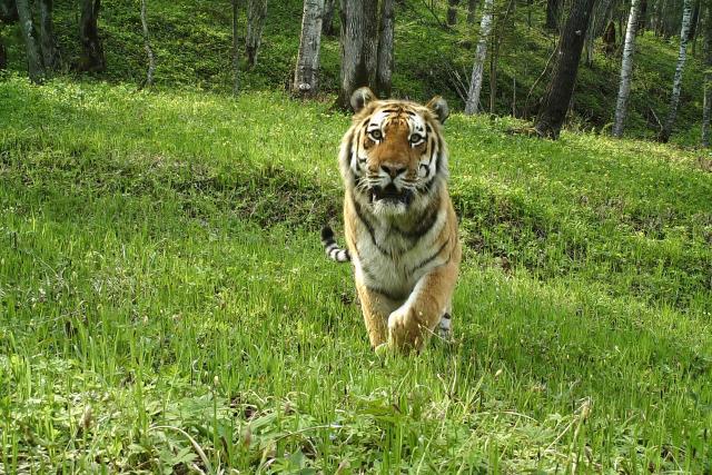 Amur tiger (Panthera tigris altaica) captured on camera traps in Suiyang, Heilongjiang Province, China.