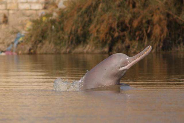 An image of a river dolphin with its head above water