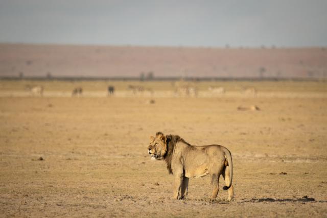 Lion in landscape
