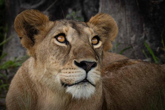 Lioness looking up