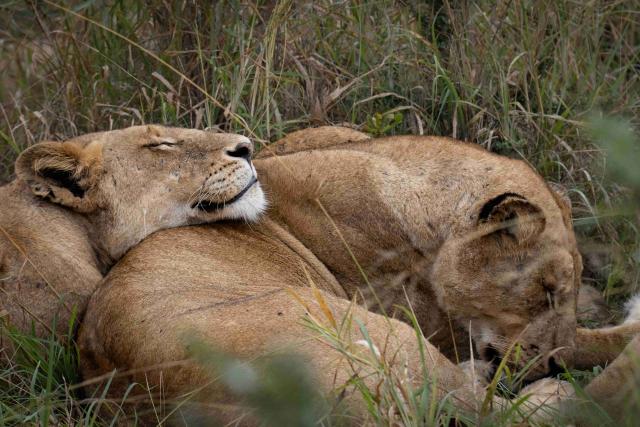 Lioness sleeping