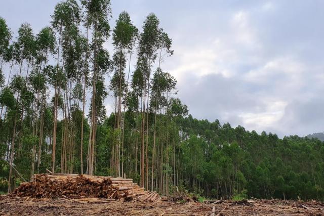 Forest cut down to make way for cattle farming
