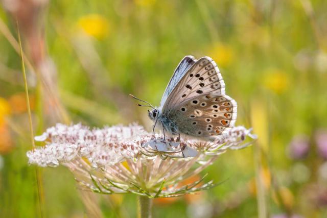 Male, Chalkhill blue butterfly sitting on a Wild Carrot