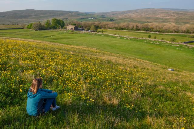 A tourist sitting in a field filled with globeflowers