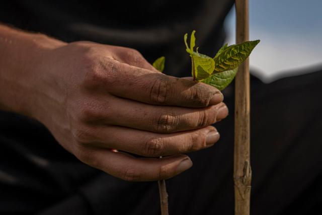 Closeup of Frank Morgan's (Natural England) hand examining leaves on a freshly planted tree on the Wild Ingleborough site.
