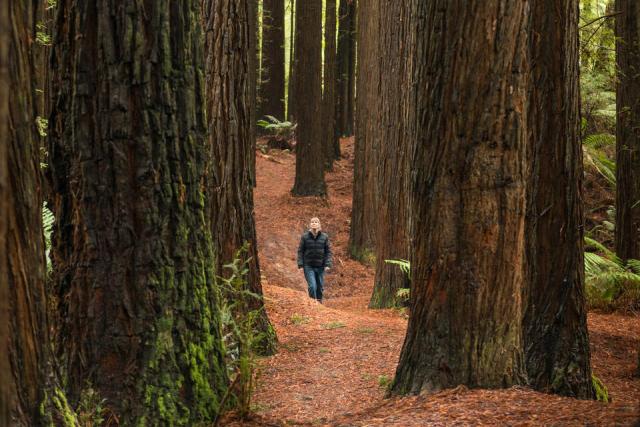 Woman walks through Californian Red Woods