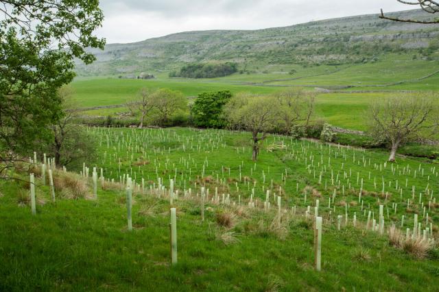 A landscape image of freshly planted tree saplings on a sloping field