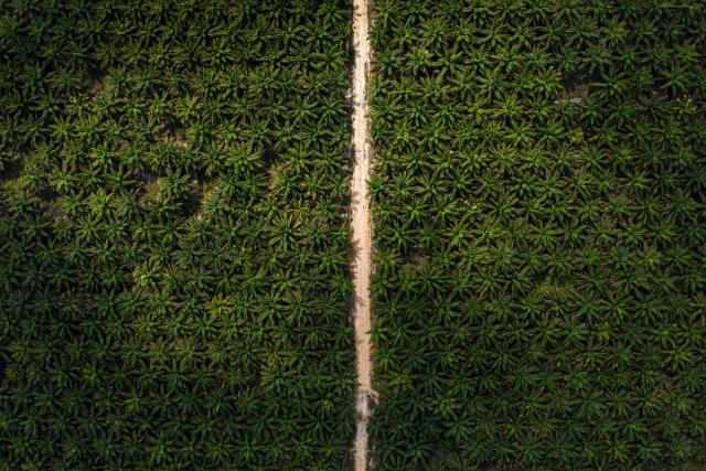 View of the jungle affected by huge Palm oil plantation in Central Kalimantan.