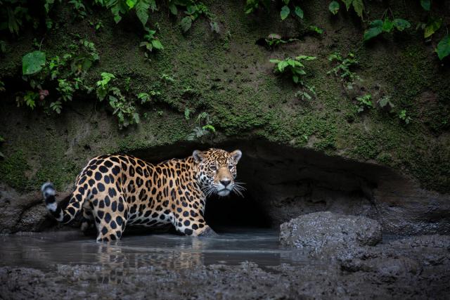 Jaguar stood in water