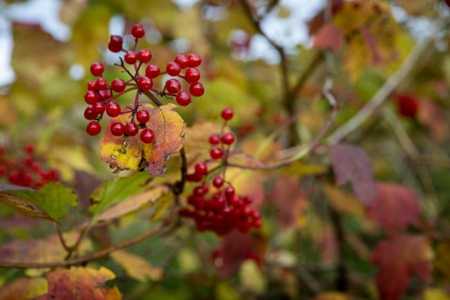 Close up of a tree with red berries