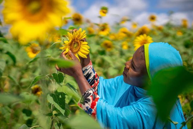 A woman in light blue clothes is surrounded by sunflowers as she closely inspects one.
