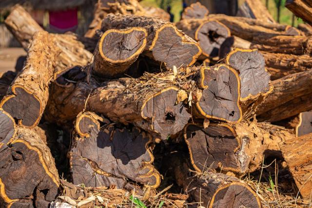 A pile of sustainably harvested mpingo tree logs in Nanjirinji, Tanzania