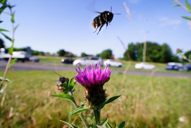 Bumblebee takes off from common knapweed with traffic in background. Troon Way, Leicester, UK.