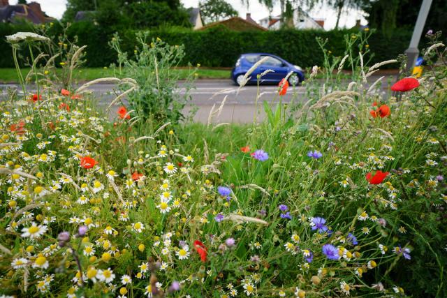 Cars drive past wildflowers, planted as part of Leicester City's 'Bee Roads' project.
