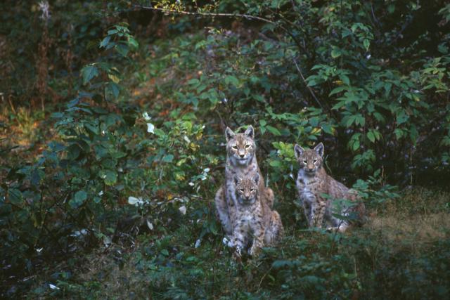 A family of Eurasian lynxes sat amongst shrubs