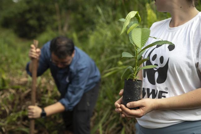 Two people planting a seedling. One person is holding the sapling and wearing a white t-shirt with WWF logo. The other person is digging in the ground.