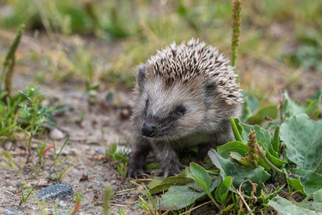 Hedgehog squinting