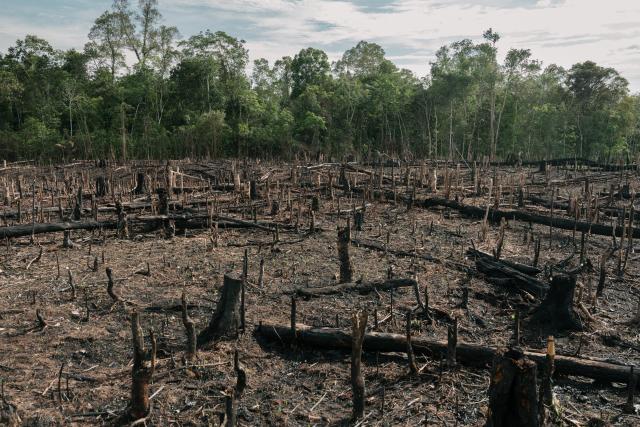 Palm Oil plantation in Central Kalimantan
