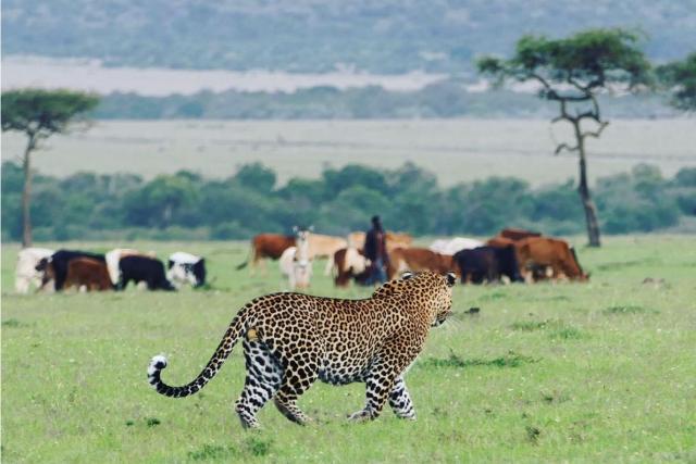 A leopard in the Greater Maasai Mara