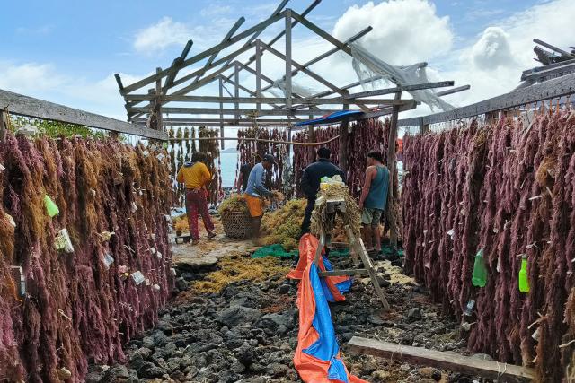 Seaweed is dried in Taytay, Palawan.