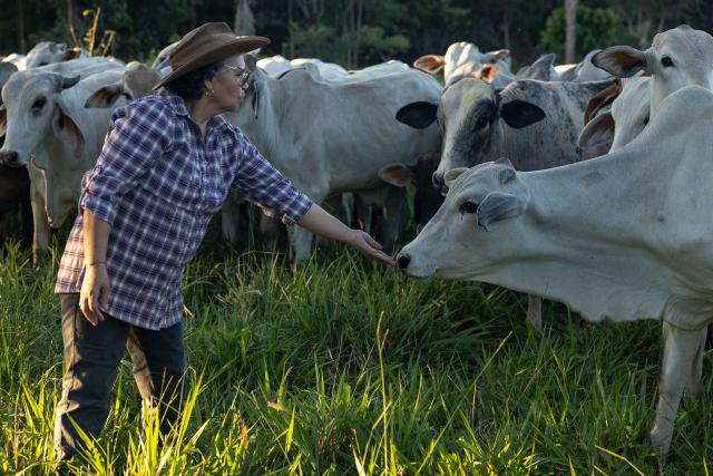 Person feeding cattle by hand as part of The Regenerative Cattle Ranching project, led by WWF-Peru
