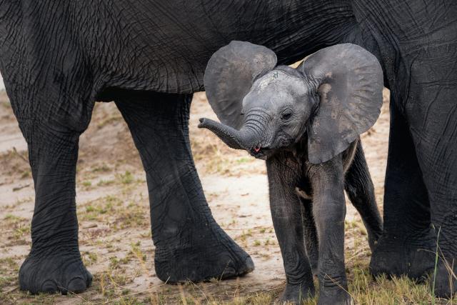 Baby elephant