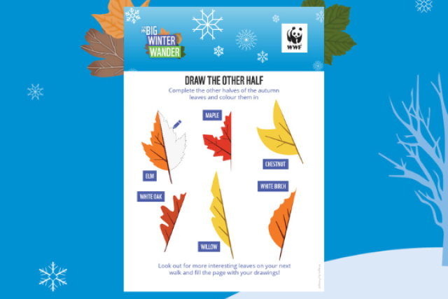 Big Winter Wander Autumn Leaves Activity Sheet - 6 different autumn coloured leaves to draw the other half of