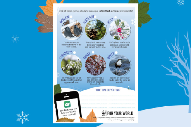 BWW General Spotter Sheet Scottish Urban 1 - jackdaw, scots pine, holly, snowdrops, rowan & dipper
